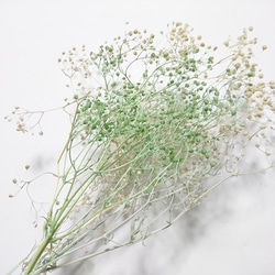 かすみ草 つぼみ ２ｇ グリーンホワイト プリザーブドフラワー 2枚目の画像