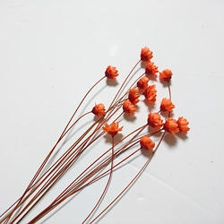 スターフラワー 茎付き 15個+2 ダークオレンジ ドライフラワー 2枚目の画像