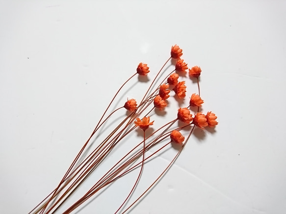 スターフラワー 茎付き 15個+2 ダークオレンジ ドライフラワー 2枚目の画像