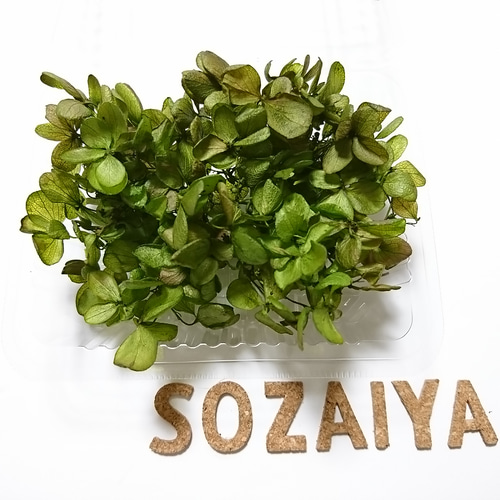 Voacanga africana 種子 西アフリカ原産 希少 熱帯植物