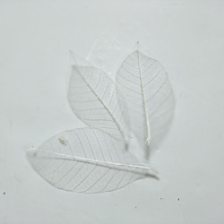 スケルトンリーフ 小サイズ ホワイト 10枚セット 葉 2枚目の画像