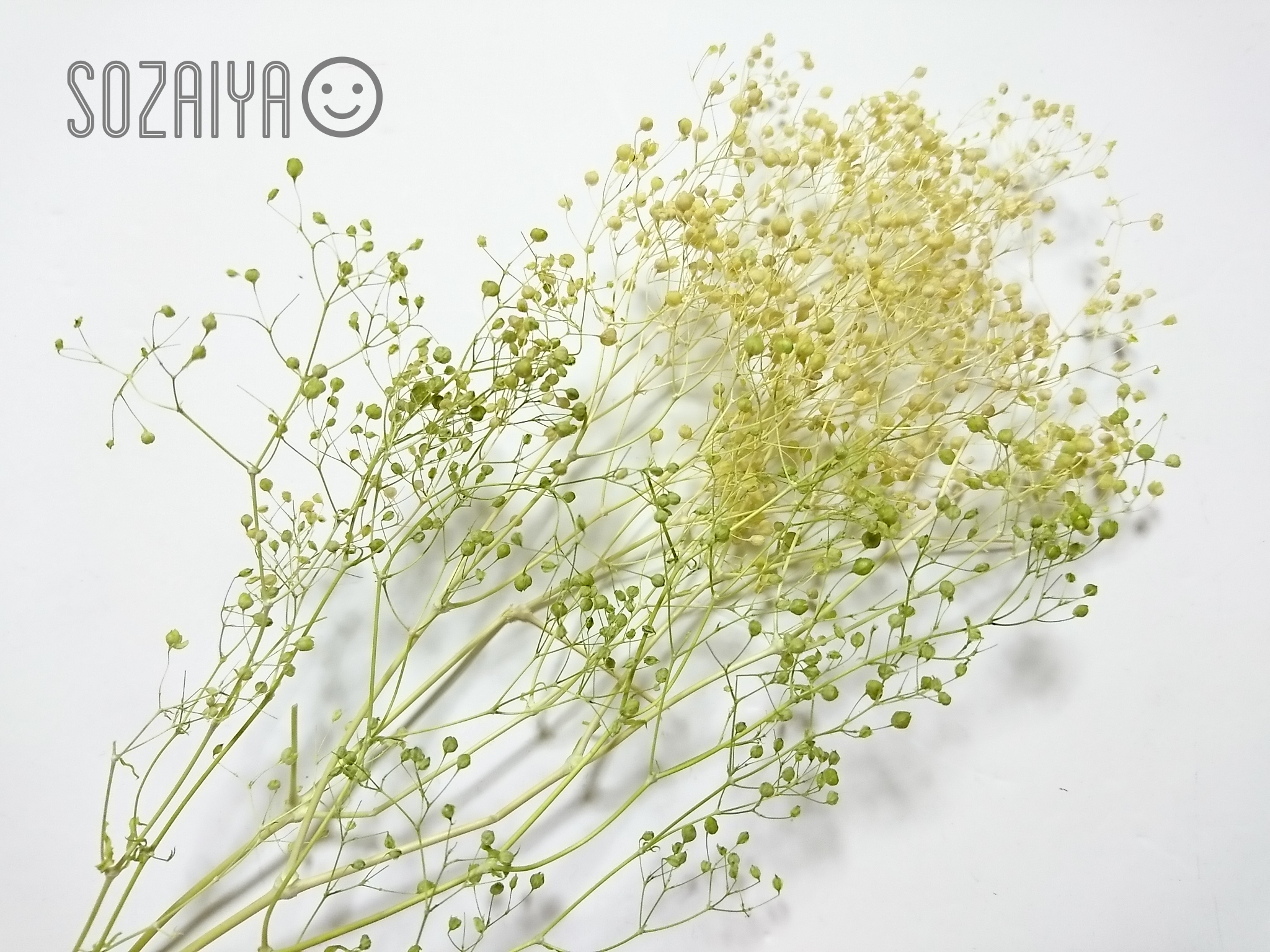 かすみ草ページ２ かすみ草ページ２