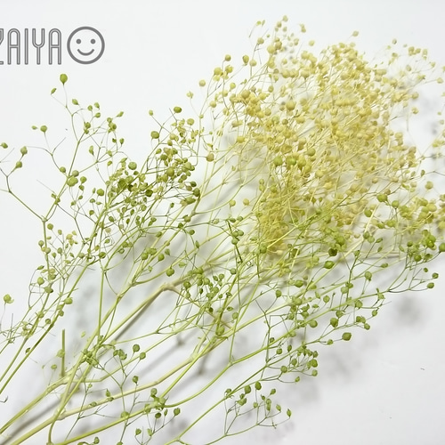 かすみ草 つぼみ 2g グリーン×イエロー プリザーブドフラワー その他