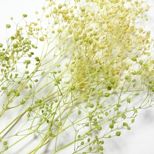 かすみ草 つぼみ 2g グリーン×イエロー プリザーブドフラワー その他