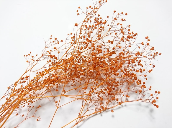 かすみ草 つぼみ ２ｇ オレンジ プリザーブドフラワー 2枚目の画像