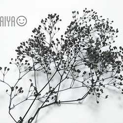 かすみ草 つぼみ 2g ブラック プリザーブドフラワー その他素材