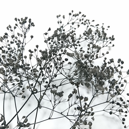 かすみ草 つぼみ 2g ブラック プリザーブドフラワー その他素材