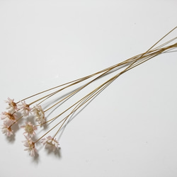 スターフラワー 茎付き 15個+2 ライトピンク ドライフラワー 2枚目の画像