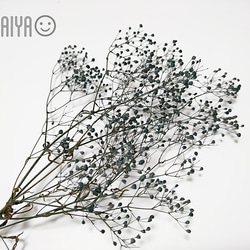 かすみ草 つぼみ 2ｇ インディゴブルー プリザーブドフラワー 1枚目の画像