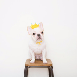童話小王子 寵物 狗狗 貓咪 手工編織訂製皇冠 第4張的照片
