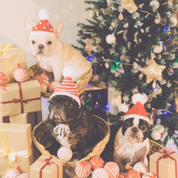 聖誕小公公編織帽（狗狗）-球球 橫紋 星星 經典款 第1張的照片