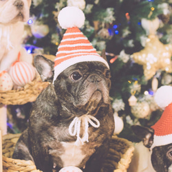 クリスマスの小さな男性の編み物の帽子（犬） - ボール横縞の星クラシック 4枚目の画像