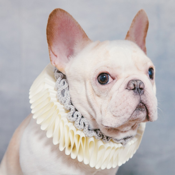 氣質小文豪 莎士比亞領 Elizabethan Ruff Collar 狗狗 貓咪 第1張的照片