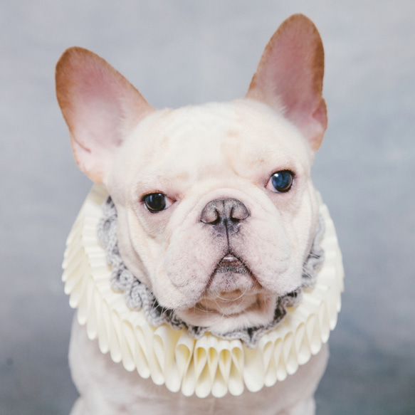 氣質小文豪 莎士比亞領 Elizabethan Ruff Collar 狗狗 貓咪 第3張的照片