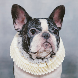 氣質小文豪 莎士比亞領 Elizabethan Ruff Collar 狗狗 貓咪 第5張的照片