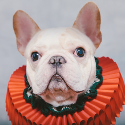 古典的なクリスマスパーティーロータスリーフラッフルカラーElizabethan Ruff Collar  -  Dog 2枚目の画像