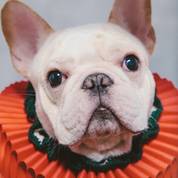 古典的なクリスマスパーティーロータスリーフラッフルカラーElizabethan Ruff Collar  -  Dog 3枚目の画像