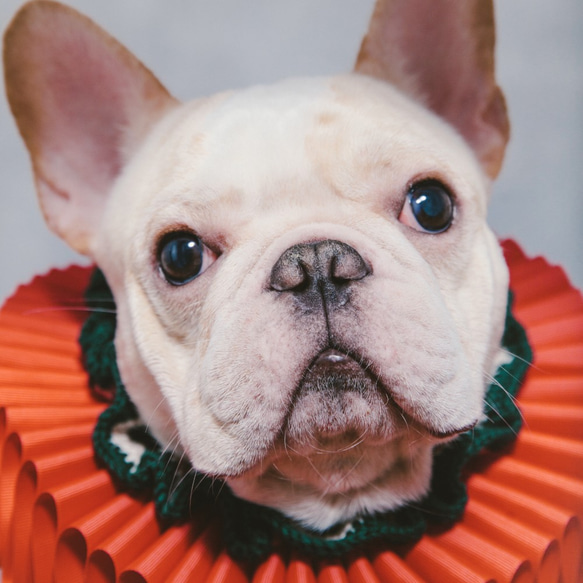 古典的なクリスマスパーティーロータスリーフラッフルカラーElizabethan Ruff Collar  -  Dog 3枚目の画像