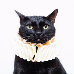 横暴な女王エリザベスエリザベスラフ襟-猫 8枚目の画像