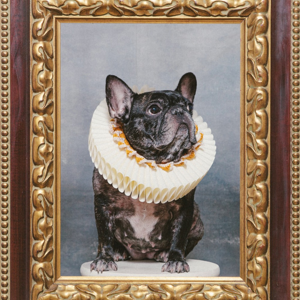 霸氣小女王 伊莉莎白領 Elizabethan Ruff Collar - 狗狗 第4張的照片