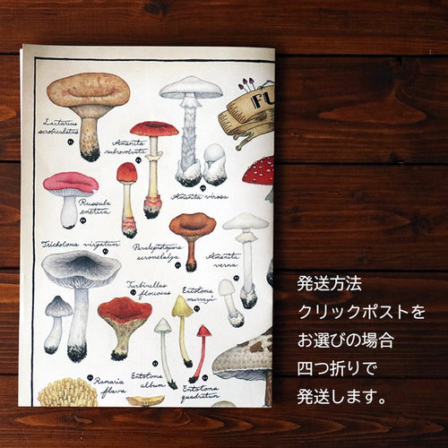 A2ポスター ○キノコ図鑑シリーズ3○MUSHROOMS IN WONDERLAND A2ポスター ○キノコ図鑑シリーズ3○MUSHROOMS IN WONDERLAND