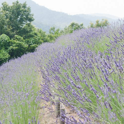 ドライラベンダー 　水草さま確認用 無農薬栽培のドライラベンダー12グラム その他素材 Lavender Gift