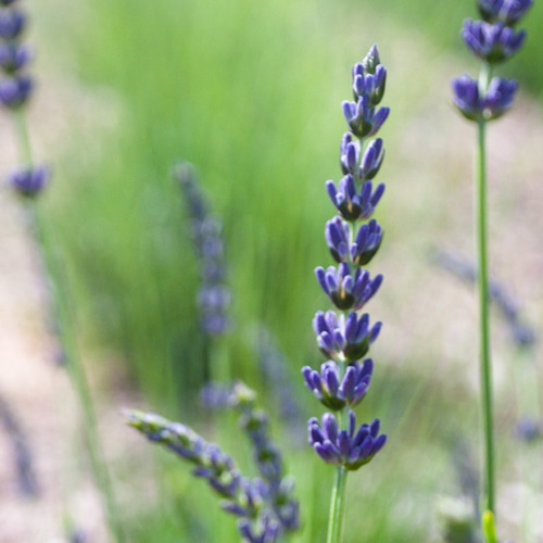 無農薬栽培のドライラベンダー12グラム その他素材 Lavender Gift