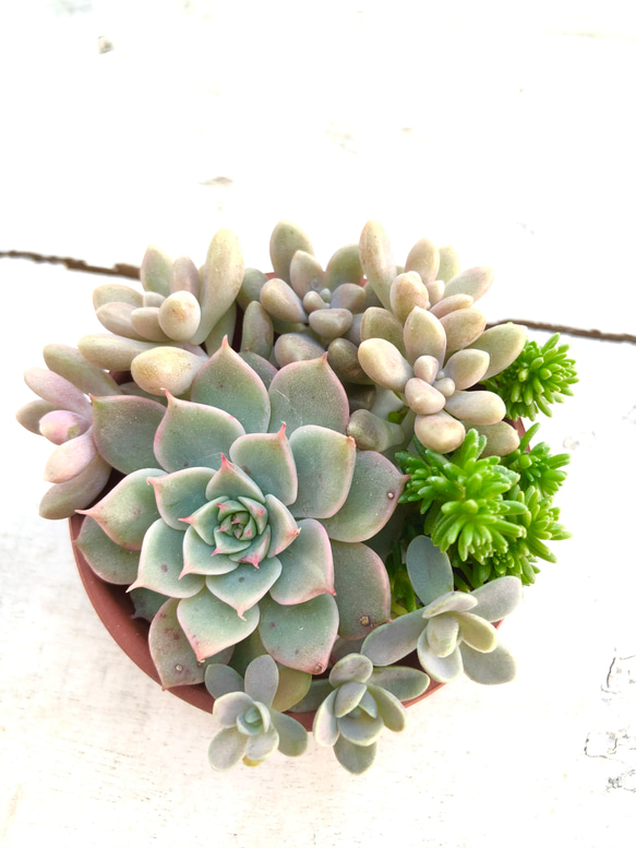 コメント専用です！多肉植物の寄せ植え◡̈⃝︎ 【公式通販】