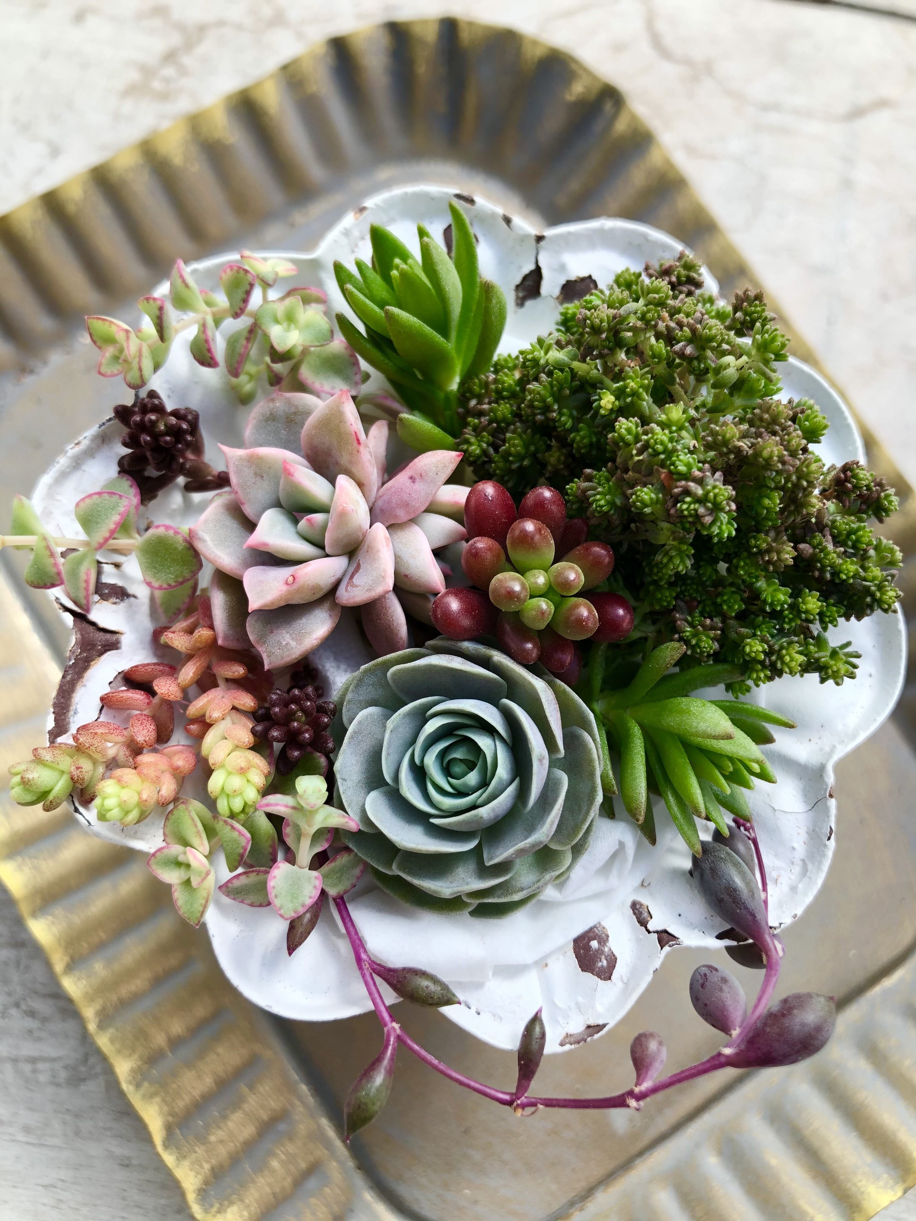kiyoe(多肉植物寄せ植え) 花のギフト社 多肉植物寄せ植え 10154788 1個（直送品） - アスクル