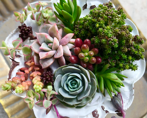多肉植物＊きまぐれ寄せ植え＊カット苗＊1点限り!! その他