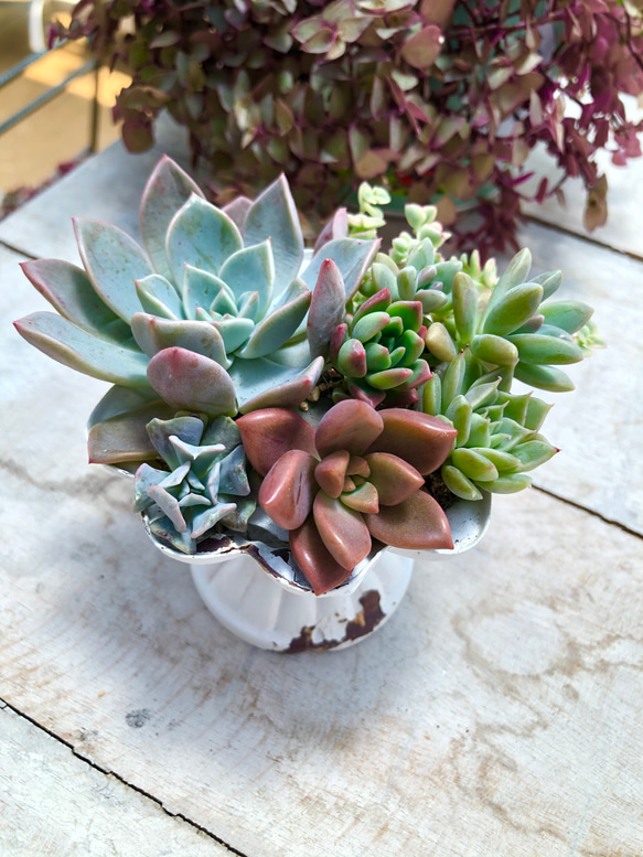 多肉植物＊きまぐれ寄せ植え＊カット苗＆根付き苗 3枚目の画像