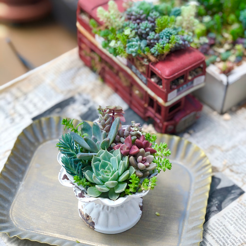 多肉植物セダムカット苗 気まぐれパック⑨ 多肉植物＊きまぐれ寄せ植え