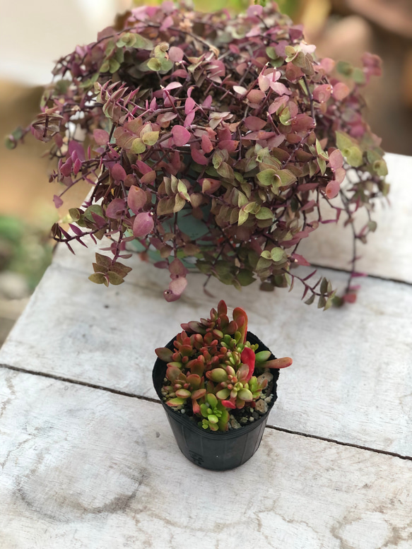 多肉植物♡可愛い紅稚児(^^)抜き苗 【公式通販】