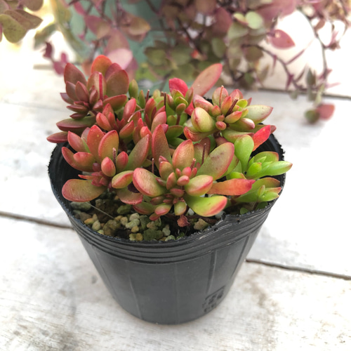 多肉植物♡可愛い紅稚児(^^)抜き苗