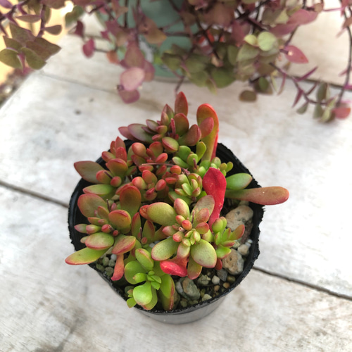 専用　多肉植物　プベスケンス　葉挿し 専用 多肉植物 プベスケンス 葉挿し