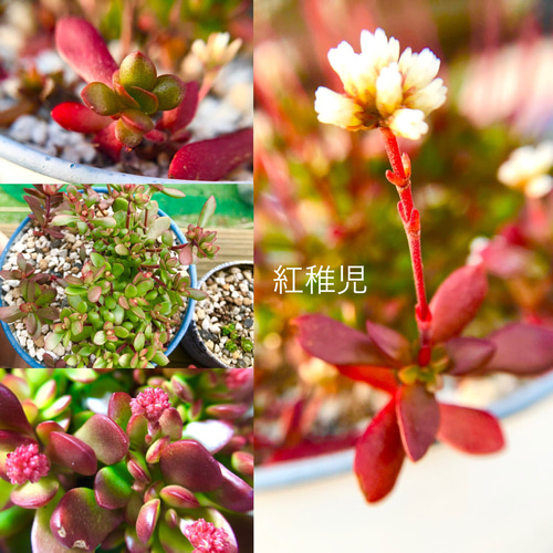多肉植物♡可愛い紅稚児(^^)抜き苗 【公式通販】