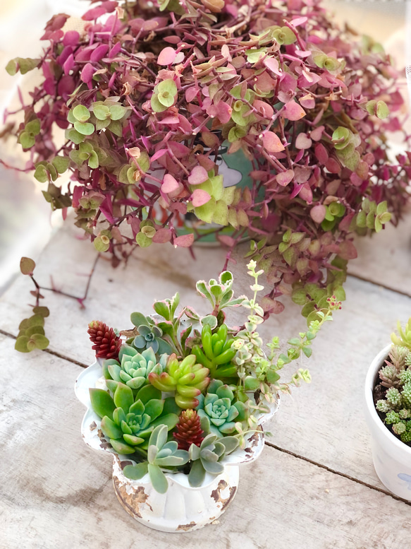 多肉植物セダムカット苗 気まぐれパック⑨ 【公式通販】