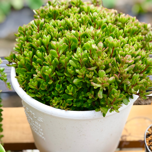 多肉植物♡可愛い紅稚児(^^)抜き苗 紅稚児 多肉植物 抜き苗 - メルカリ