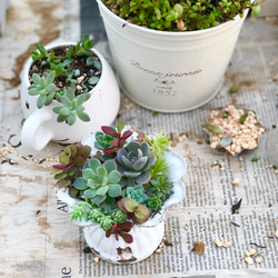 多肉植物＊気まぐれ寄せ植え＊カット苗＊1点限り!!!! 多肉植物 ＊N