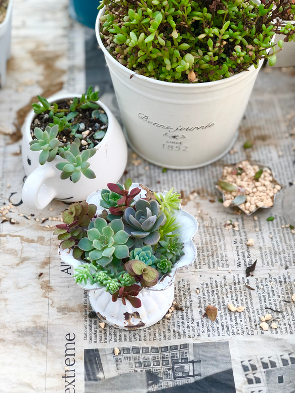 多肉植物＊気まぐれ寄せ植え＊カット苗＊1点限り!!!! 多肉植物 ＊N