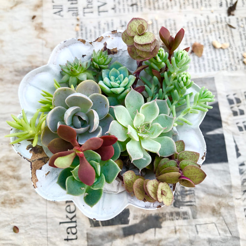 多肉植物＊気まぐれ寄せ植え＊カット苗＊1点限り!!!! 多肉植物 ＊N
