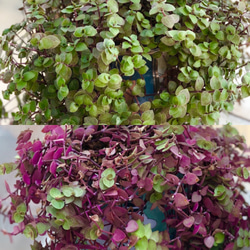❷現品 9cmポットごと発送❤アロマティカス 桜色カリシア 多肉植物寄せ植え ➁現品 9cmポットごと発送❤アロマティカス 桜色カリシア 多肉