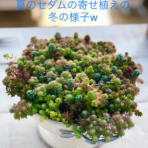 ★★セダム畑❤️★寄せ植え★ちまちまキュンキュン★このまま飾れます★多肉植物 セダム畑❤️☆ちまちま寄せ☆寄せ植え☆モリモリ♪♪☆多肉植物