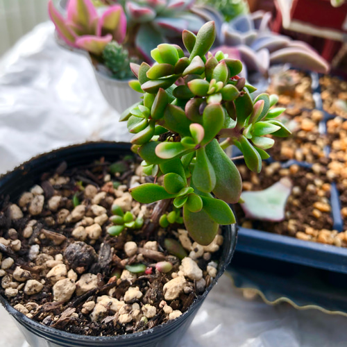 多肉植物♡可愛い紅稚児(^^)抜き苗 【公式通販】