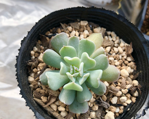 多肉植物❤レア❤ハッピー❤抜き苗 多肉植物❤レア❤ハッピー❤抜き苗