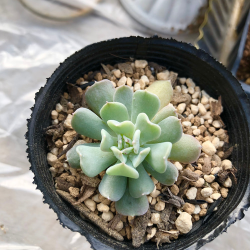 多肉植物☆抜き苗