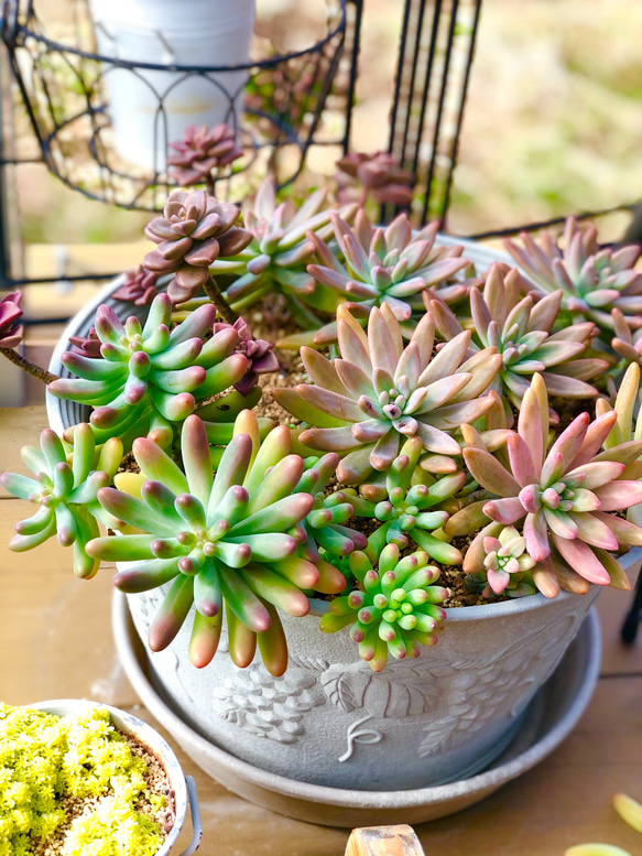 多肉植物＊寄せ植え 1枚目の画像