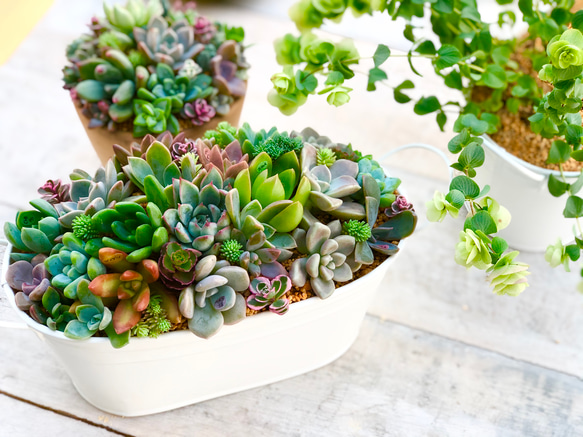多肉植物寄せ植え❤️ mqdefault.jpg
