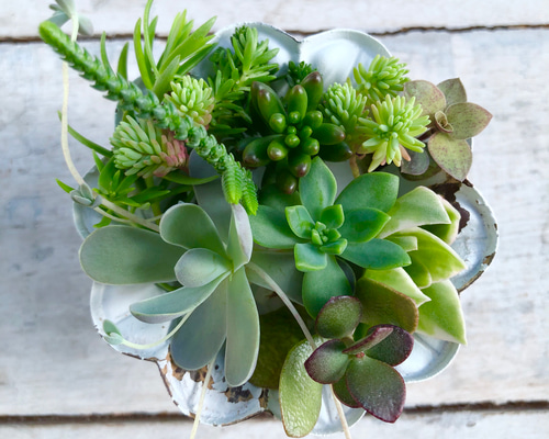 多肉植物または観葉植物 15鉢セット 01.jpg
