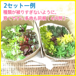 555感謝セール【送料無料】自力で育つ 多肉植物 セダム など 観葉植物 苗 7枚目の画像